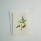 Orange Branch Note Card Pack